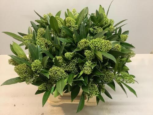 Skimmia per bos confusa 'Kew Green'
