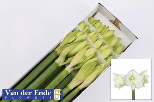 Hippeastrum Galaxy Grp 'Mont Blanc'