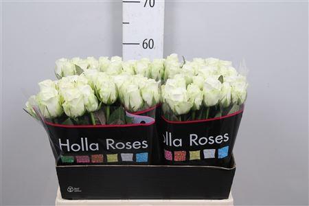 Rosa grootbloemig Countdown!