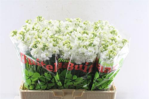 Matthiola incana 'Iron White'