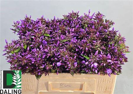 Phlox Paniculata Grp 'Pixie Miracle'