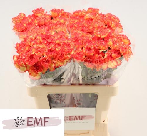 Dianthus standaard 'Zenit'