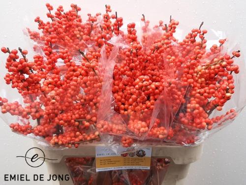 Ilex verticillata Oudijk's Orange