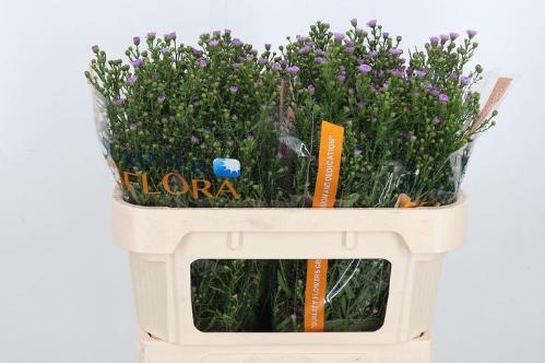 Aster Novi-belgii Grp 'Painted Lady'