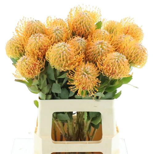 Leucospermum 'Soleil'