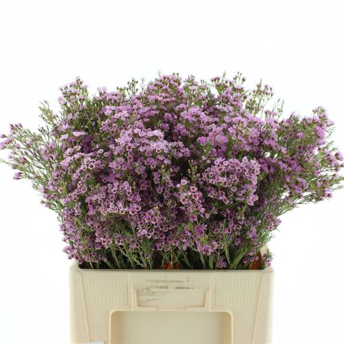 Chamelaucium uncinatum 'Wendy Rose'
