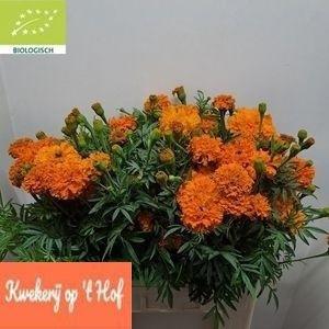 Tagetes Erecta Grp Promise Orange