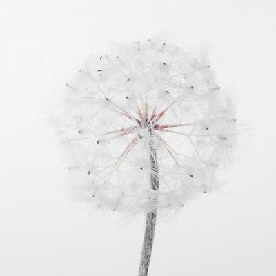 Kunstbloem H%