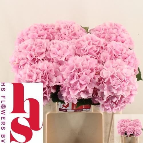 Hydrangea macrophylla 'Verena'