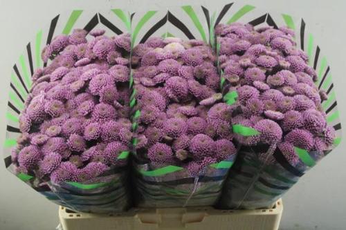 Chrysanthemum Indicum Grp tros santini Ellison