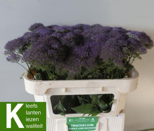 Trachelium caeruleum Purple Lake Michigan