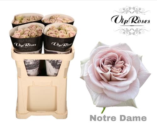 Rosa grootbloemig Notre Dame+