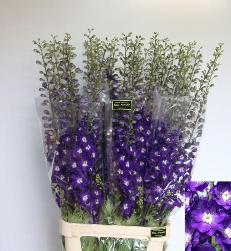 Delphinium Elatum Grp dubbelbloemig 'Elm Freude'