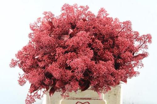 Skimmia per bos overig kleurbehandeld H%