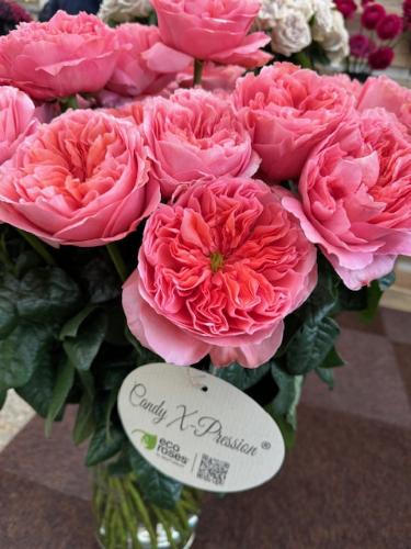 Rosa grootbloemig overig