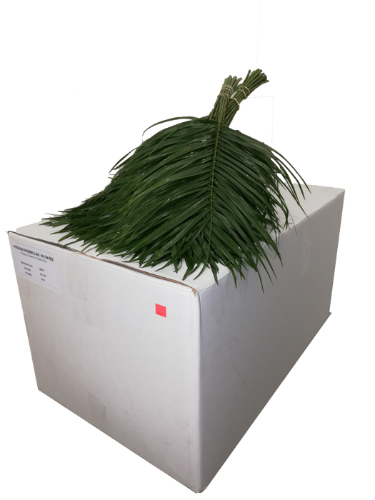 Phoenix roebelenii per bos