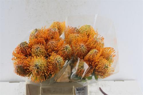 Leucospermum 'Soleil'