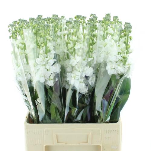 Matthiola incana 'Phantom White'
