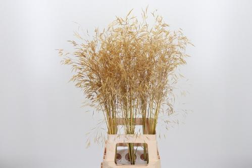 Stipa gigantea