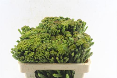 Brunia albiflora