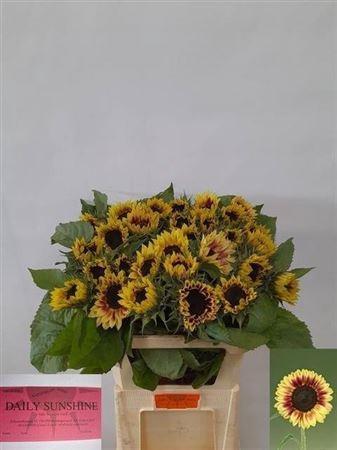 Helianthus annuus 'Marley'