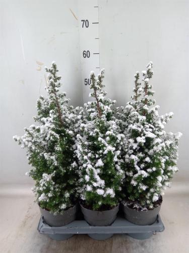 Chamaecyparis thyoides 'Top Point'