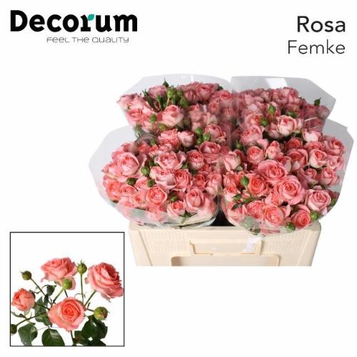Rosa tros Femke