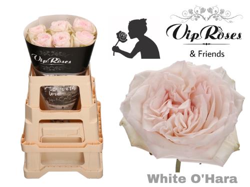 Rosa grootbloemig White O'Hara