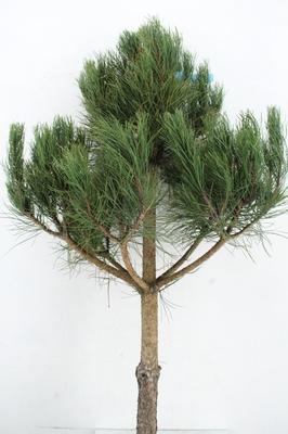 Pinus strobus