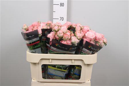 Rosa tros Madam Bombastic