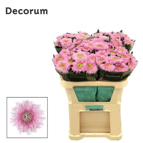 Chrysanthemum Indicum Grp geplozen Etrusko