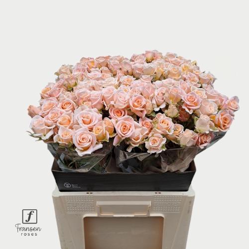 Rosa kleinbloemig Stefanie