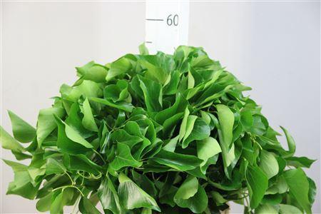 Hedera per bos