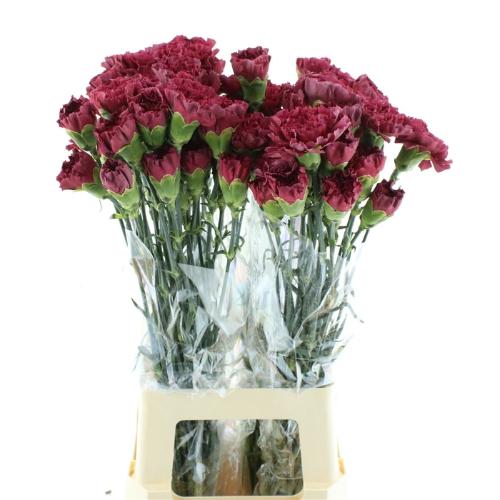 Dianthus standaard Lucia+