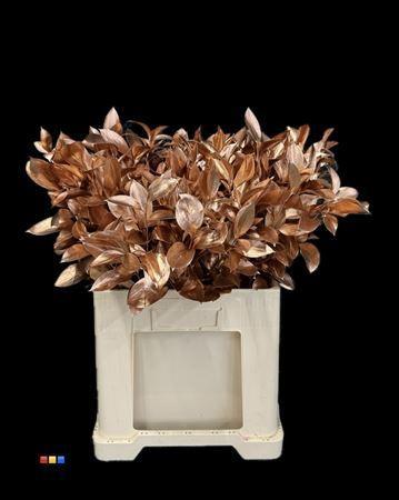 Ruscus kleurbehandeld H%