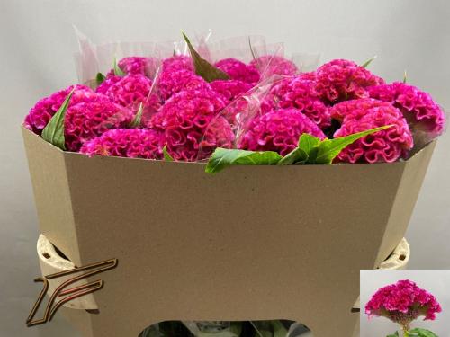 Celosia argentea (Cristata Grp) 'Rose Delight'