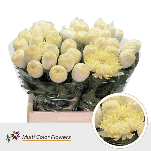 Chrysanthemum (Indicum Grp) geplozen Antonov kleurbehandeld H%