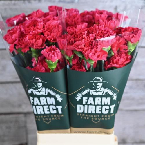 Dianthus standaard overig