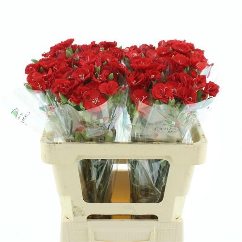 Dianthus 'Symply Love'