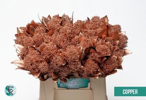 Skimmia per bos overig kleurbehandeld H%