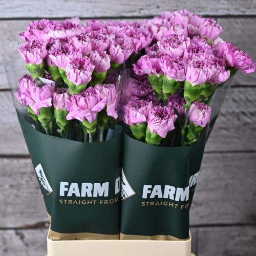 Dianthus standaard Jubilee