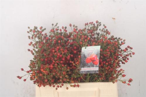 Rosa Fair Jewel (rozenbottel)