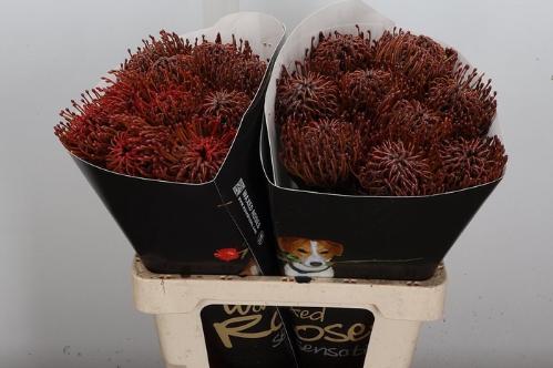 Leucospermum overig