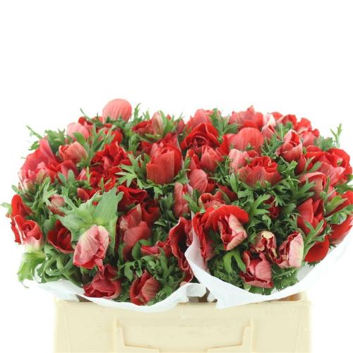 Anemone coronaria 'Mistral Plus Red'