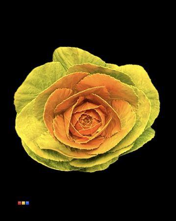 Brassica oleracea kleurbehandeld H%