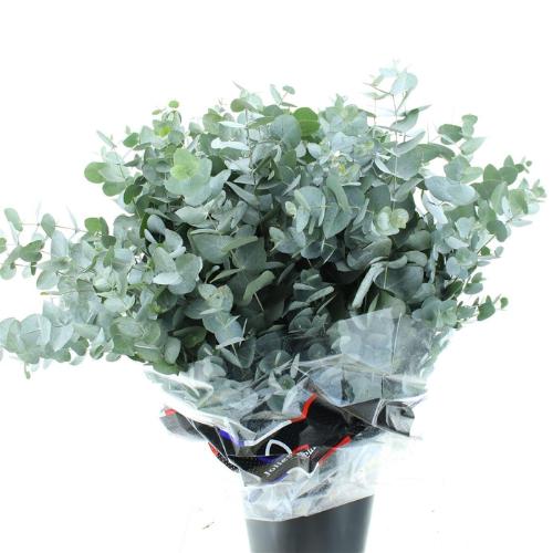 Eucalyptus per bos cinerea