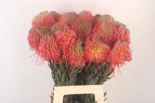 Leucospermum nutans 'Ito'