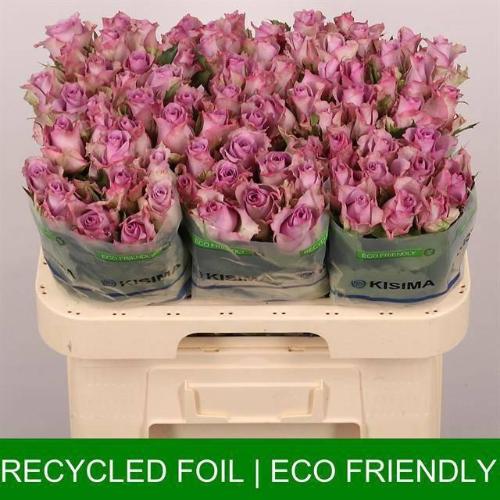 Rosa grootbloemig Nightingale!