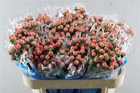 Hypericum androsaemum Coco Tiamo