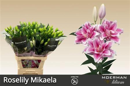 Lilium (Oriental Grp) dubbel Roselily Mikaela